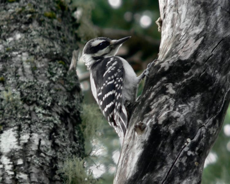 Hairy Woodpecker - female