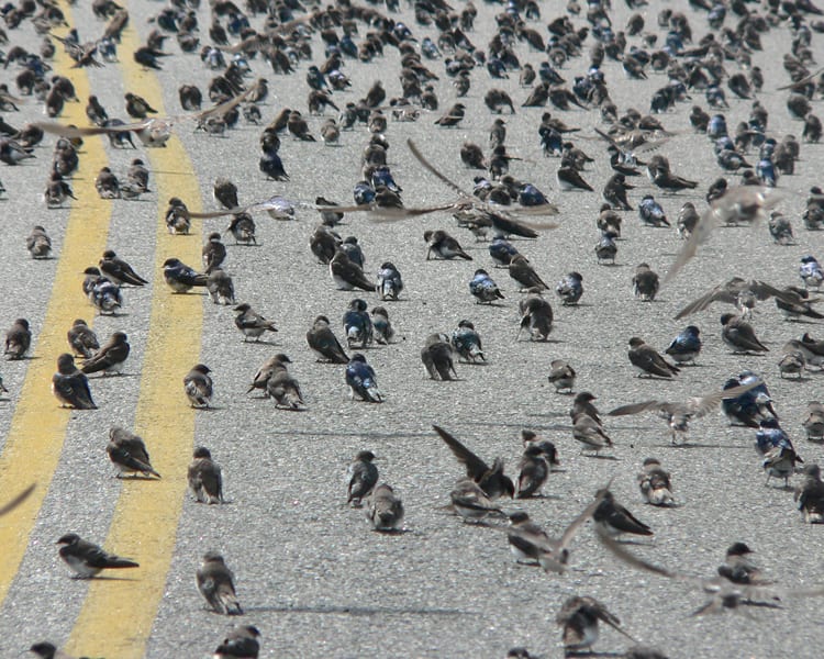 Tree Swallow - flock