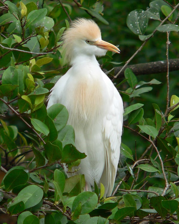 Cattle Egret - full breeding plumage