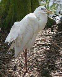 Great Blue-Heron - white morph