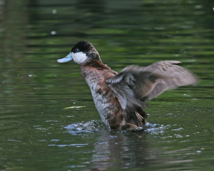 Ruddy Duck - breeding adult