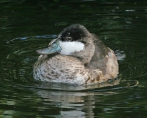 Ruddy Duck - nonbreeding