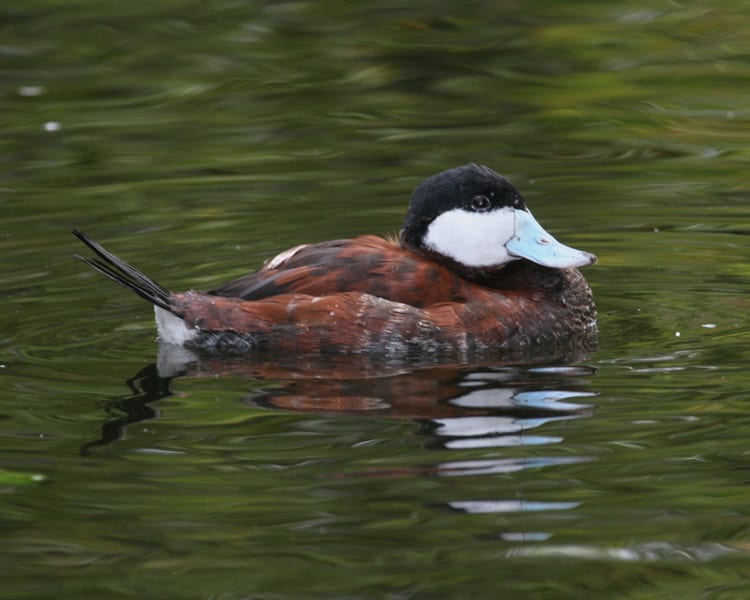 Ruddy Duck - breeding adult
