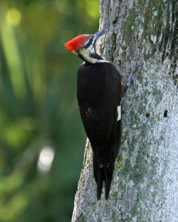 Pileated Woodpecker - female