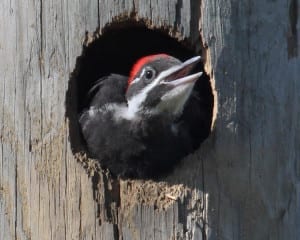 Pileated Woodpecker female chick