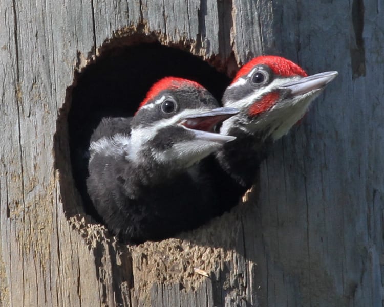 Pileated Woodpecker - male and female chicks