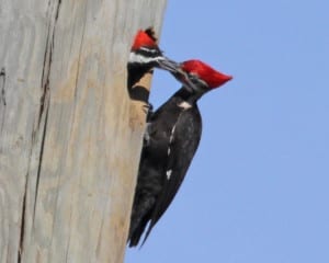 Pileated Woodpecker - male adult feeding female chick