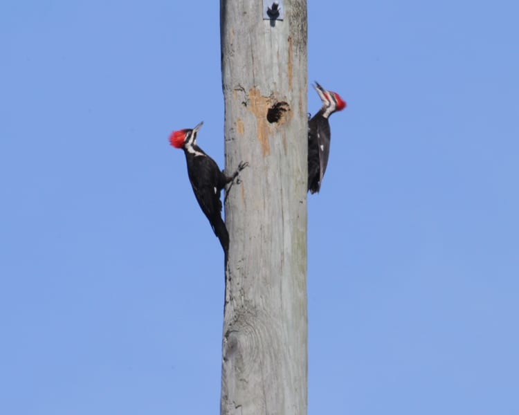 Pileated Woodpecker - male adult feeding female chick