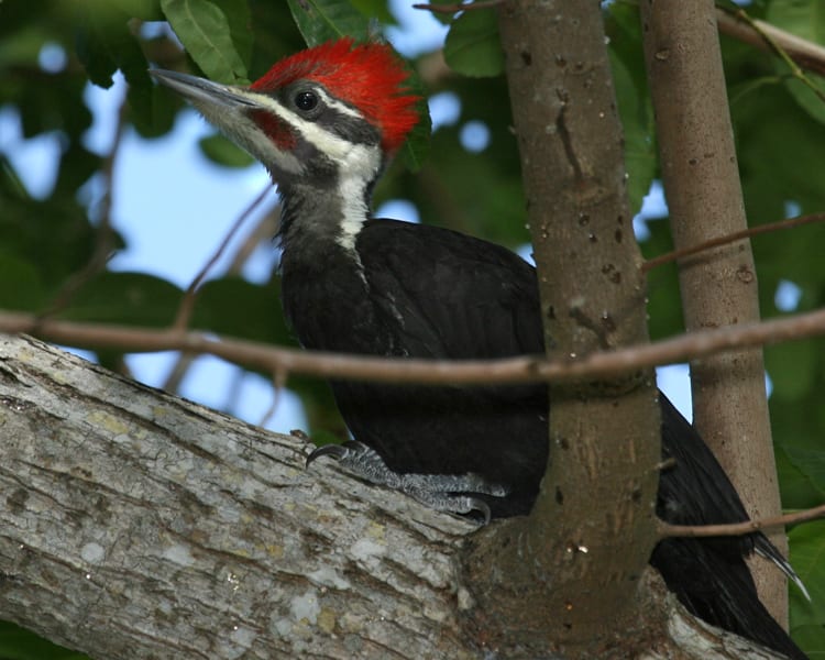 Pileated Woodpecker - juvenile