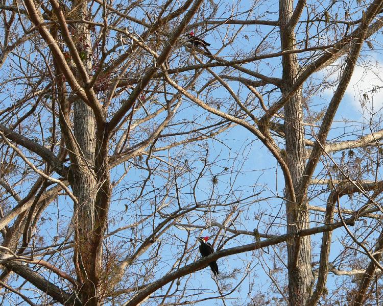 Pileated Woodpecker - pair