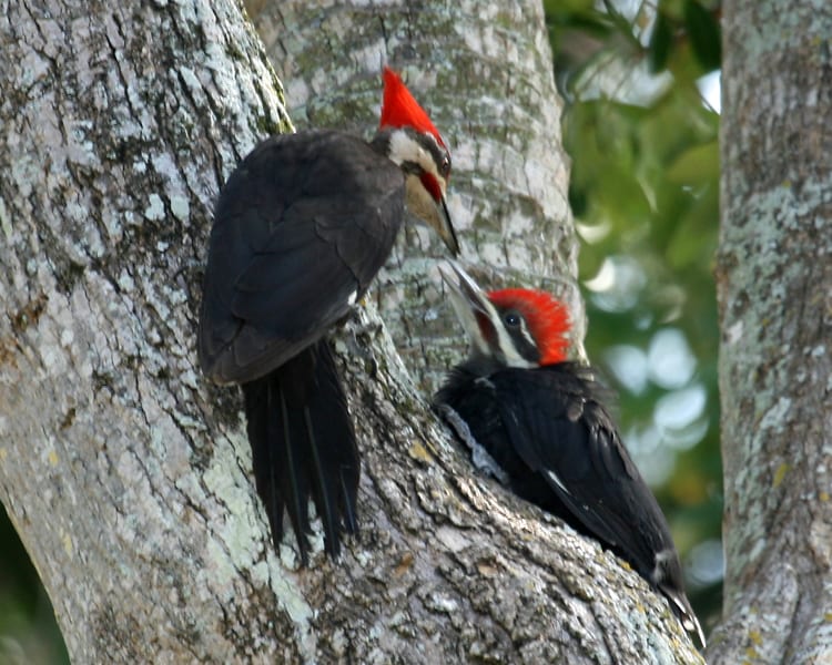Pileated Woodpecker - male feeding juvenile