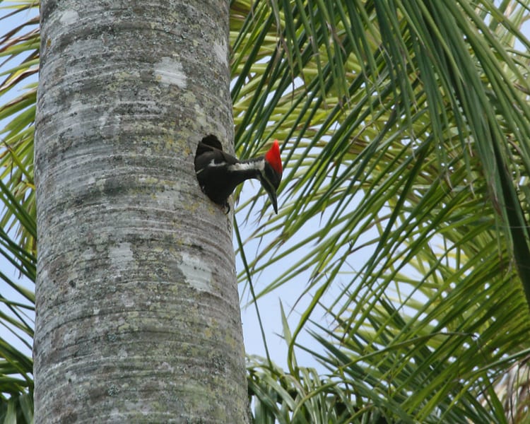 Pileated Woodpecker - female in tree cavity