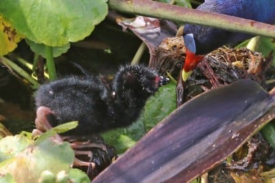 Purple Gallinule - chick with adult