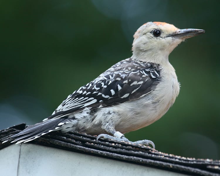 Red-bellied Woodpecker - juvenile