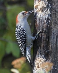 Red-bellied Woodpecker - northern race