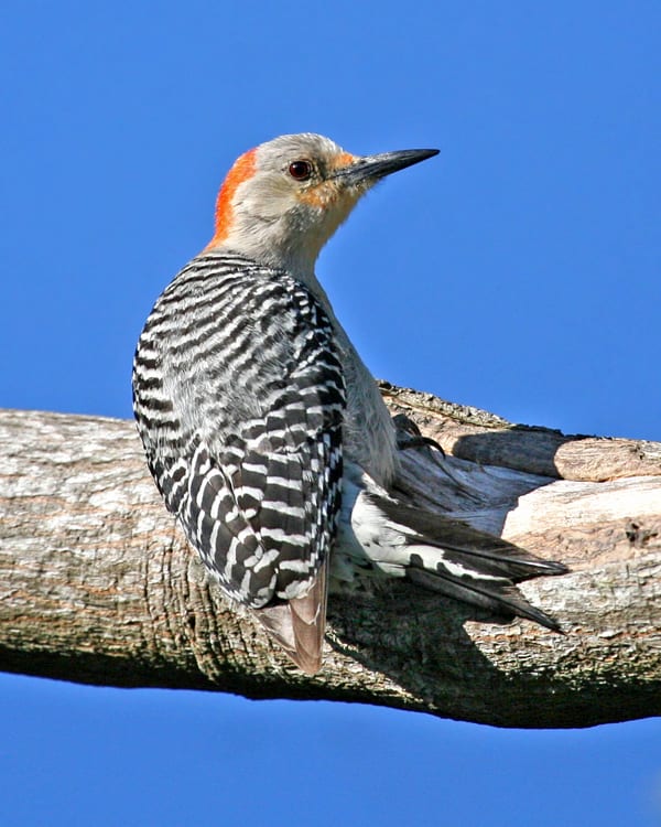 Red-bellied Woodpecker - female