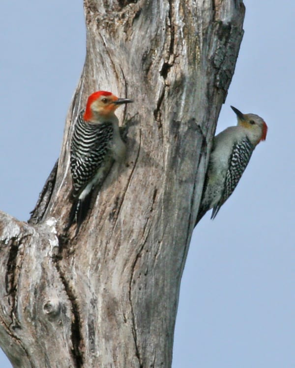 Red-bellied Woodpecker - pair