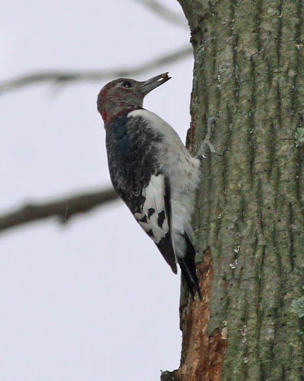 Red-headed Woodpecker - juvenile