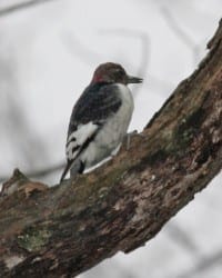 Red-headed Woodpecker - juvenile