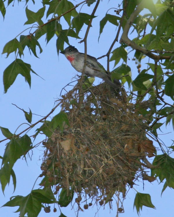 Rose-throated Becard on nest