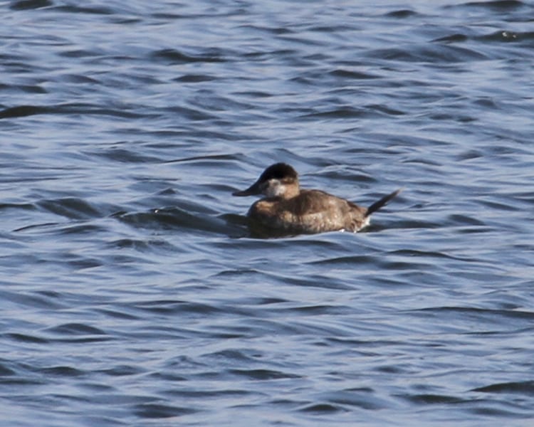 Ruddy Duck - nonbreeding male