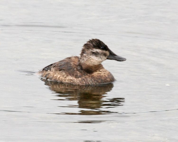Ruddy Duck - female