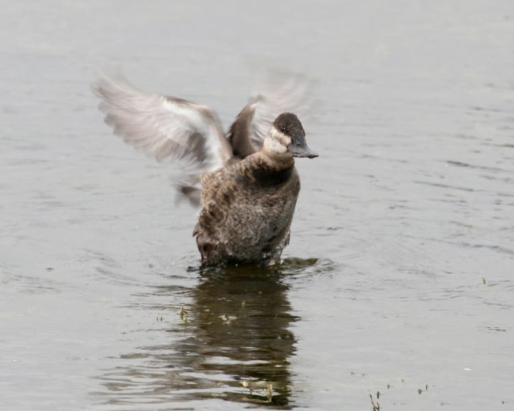 Ruddy Duck - juvenile