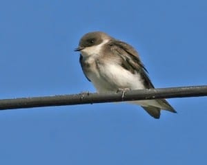 Tree Swallow - juvenile
