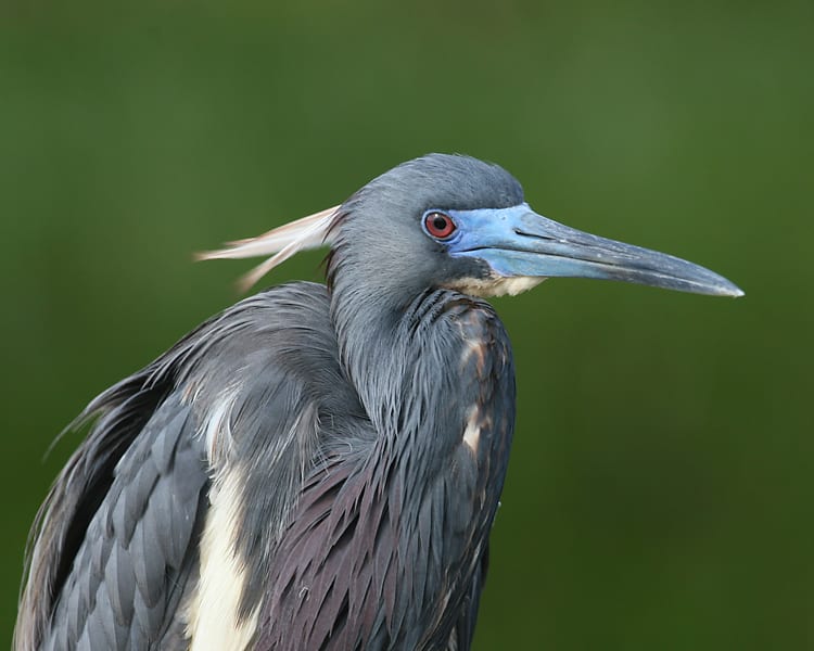 Tricolored-Heron - full breeding plumage