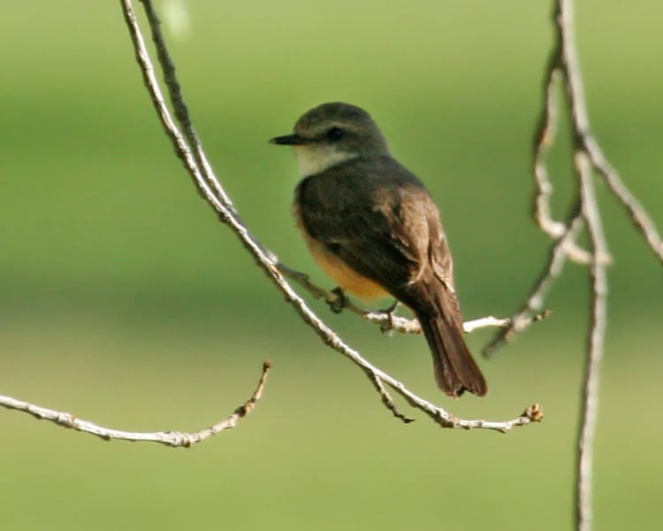 Vermilion Flycatcher - female