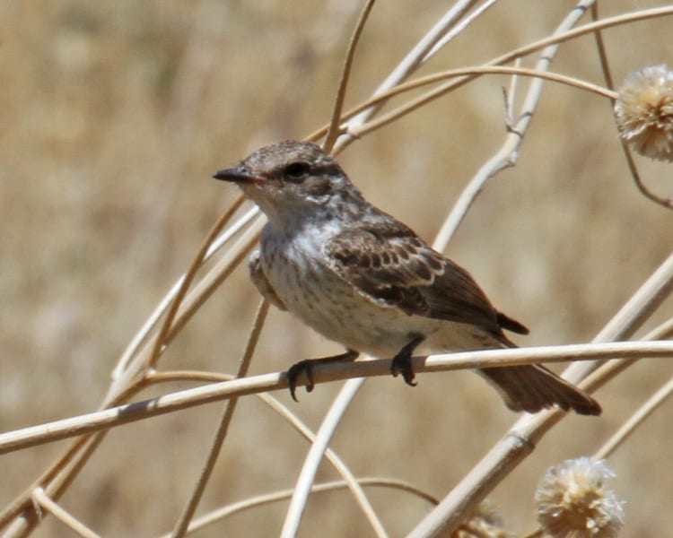 Vermilion Flycatcher - female