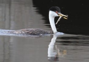 Western Grebe with fish