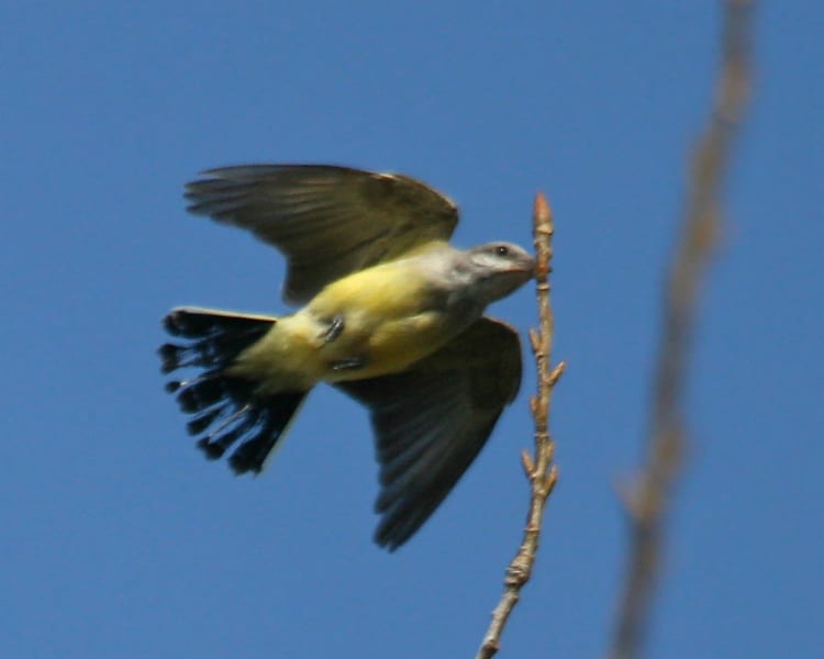 Western Kingbird in flight
