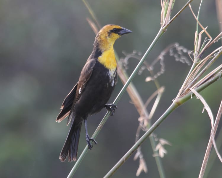 Yellow-headed Blackbird - immature male