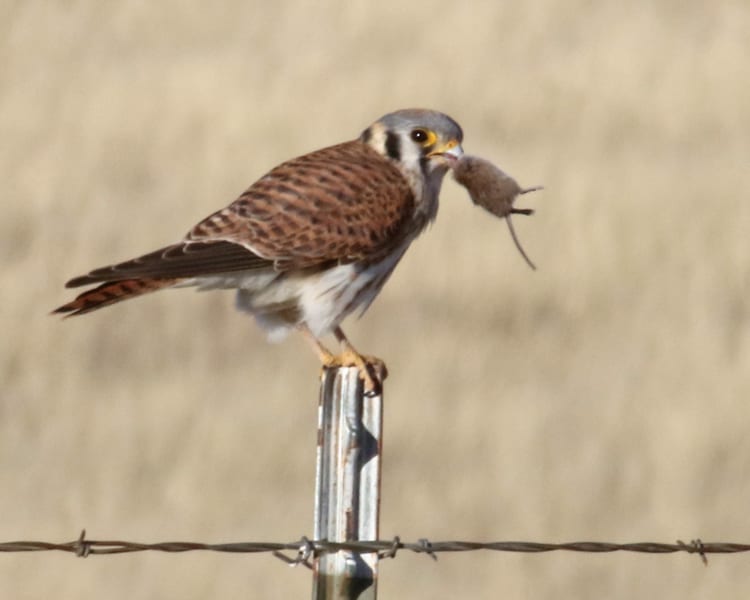 American Kestrel - female with mouse