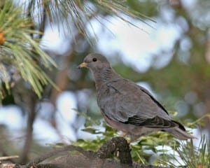 Band-tailed Pigeon - juvenile