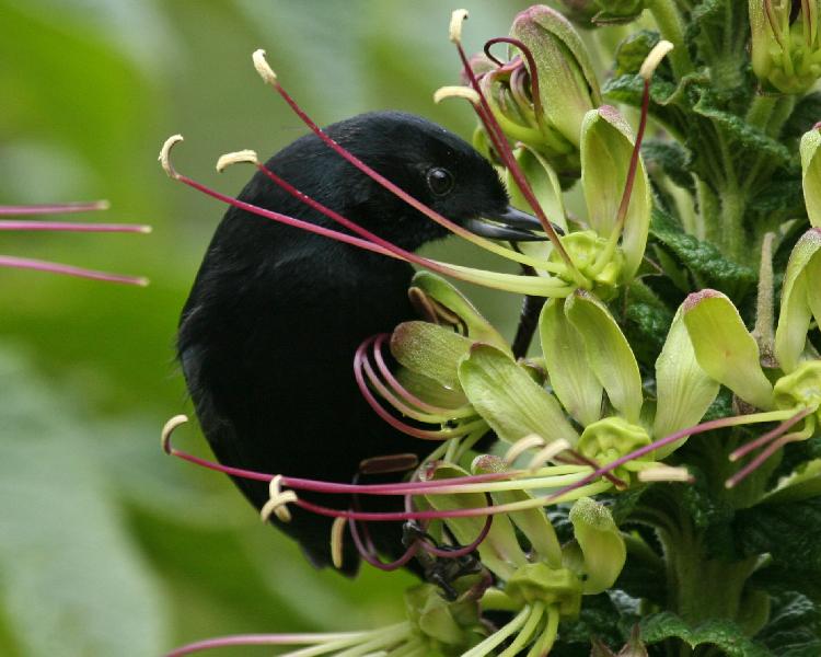 Black Flowerpiercer