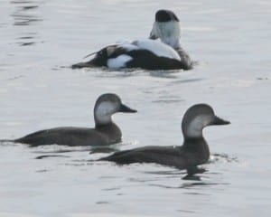 American Scoters - juveniles/females with Common Eider