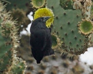 Cactus Finch