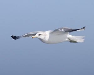 California Gull - adult nonbreeding in flight