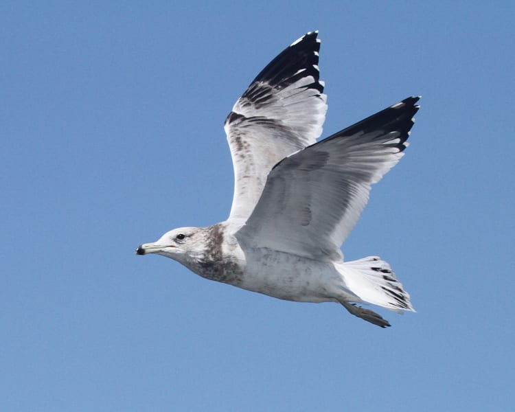 California Gull - 3rd cycle nonbreeding in flight