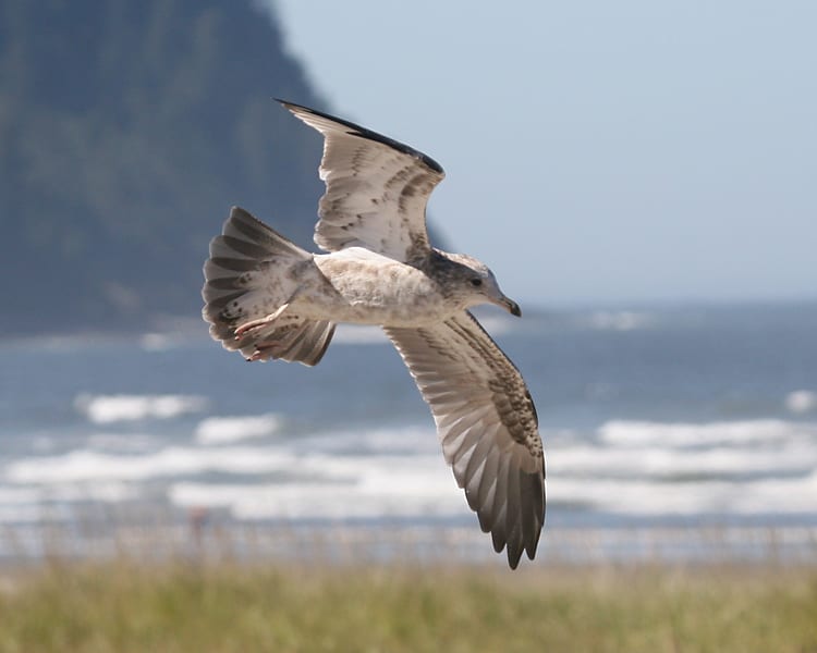 California Gull - first cycle in flight