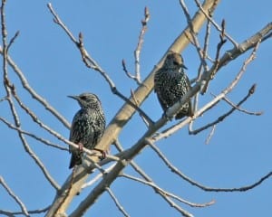 European Starlings - nonbreeding