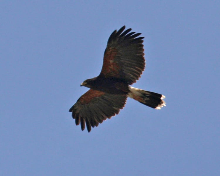 Harris's Hawk in flight