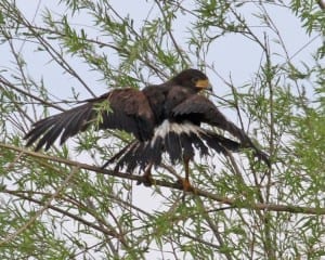 Harris's Hawk - fledgling