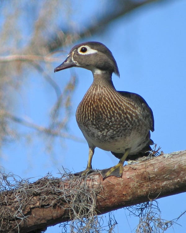 Wood Duck - female