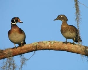 Wood Duck - pair
