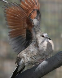 Inca Dove with spread wings
