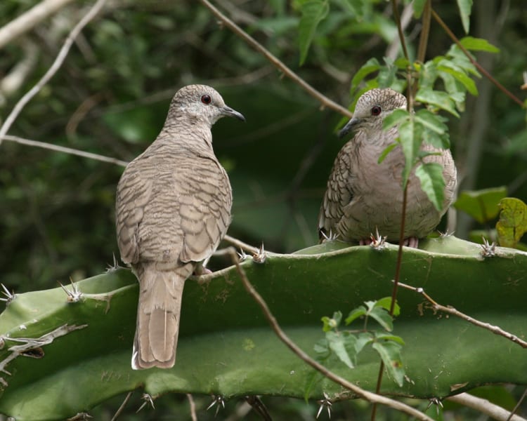 Inca Dove -pair