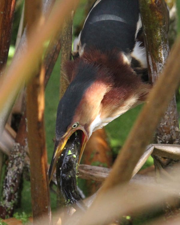 Least Bittern with fish